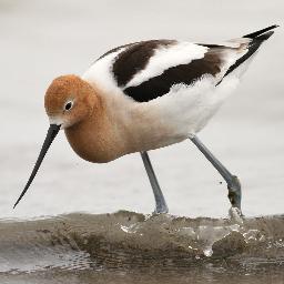 Bird and other wildlife photography by Jim Edlhuber.  Mostly birds.  Located in Wisconsin.