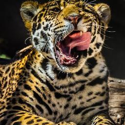 khilprasad2's profile picture.