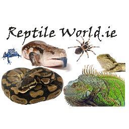 Reptile world Ireland are dedicated to supplying top quality reptiles. We are passionate about all reptiles but especially snakes.