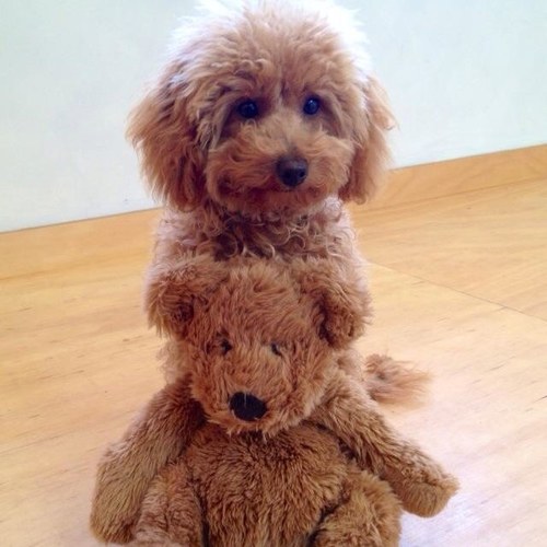 Each and every puppy is a whole universe of cuteness and love stuffed into an adorable little bundle of cuddly sweetness. ❤