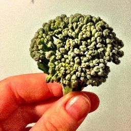 kitepirate78's profile picture. Kitchen garden enthusiast.  Stunt kite flyer.  Dog walker.  Scribe.