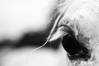 Wij tweetten de leukste weetjes, en foto's van paarden en pony's