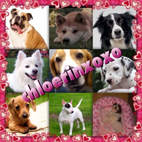 hi our names are chloe and erin and chloerinxoxo is our channel so plz subscribe to us on youtube!!!!! plz!!!!! xoxo big shout out to dogs trust and pedigree