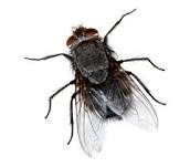 Hi. I'm a fly.