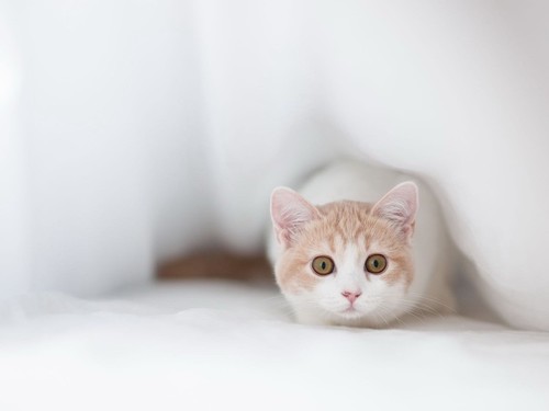 Visit us for the cutest animal photos in the world.  http://t.co/XRl1hByfJB