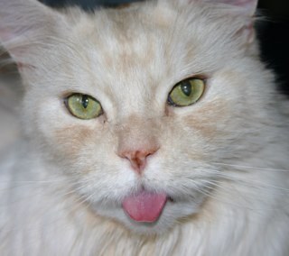 Household staff for two spoiled Maine Coon cats.