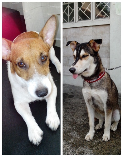 susanbongalos's profile picture. 