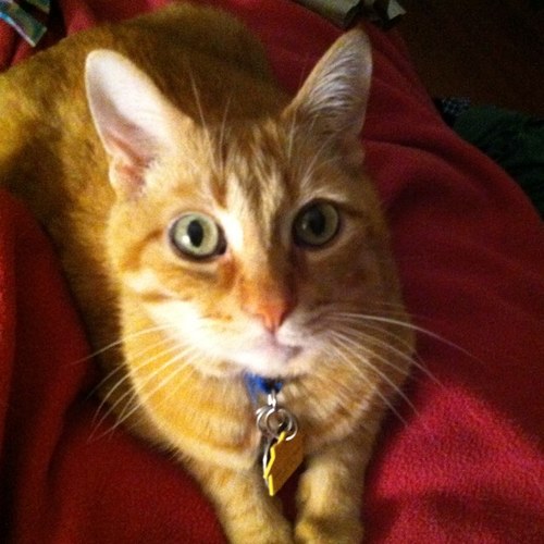 MeowONeva's profile picture. 