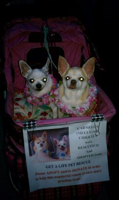 I'm a proud mommy of Chihuahuas who loves God!