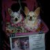 Annette Gongora (@chihuahuasmommy) Twitter profile photo Annette Gongora (@chihuahuasmommy) Twitter profile photo