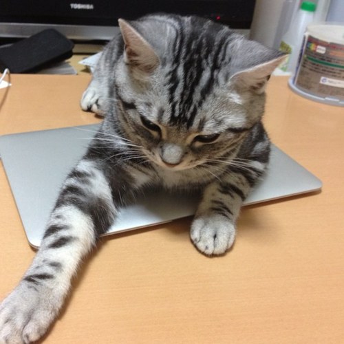 すこまりさんのプロフィール画像