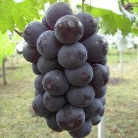 ぶどう狩りとお食事　古寿園 (@kojuen_toshi) Twitter profile photo