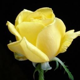 Rosee Rose Roseerose2 Twitter Rosee Rose Roseerose2 Twitter