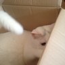 HerrpiLearn's profile picture. 길의 끝은 영원히 거대한 바다