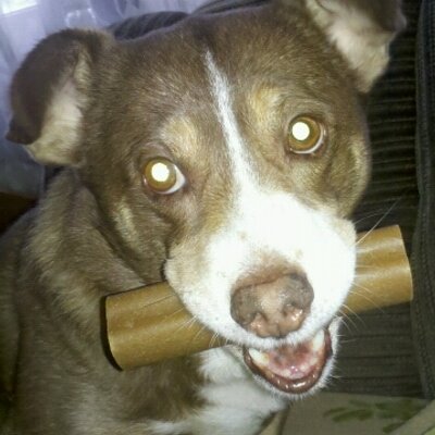Frauen kennenlernen mit hund