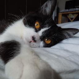 猫とサイクリング、工作、DiYが大好き