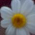 Orietta Rappolli (@chattesurletoit) Twitter profile photo