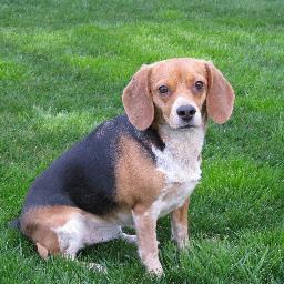 staywarmblanket's profile picture. We are more than blankets! So many choices! Amazing Value! Love our Family, Friends, & our Beagle Lilly! Ü Nothing like a warm loving beagle!