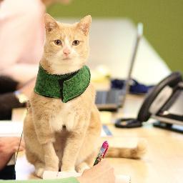 PetsAtWork's profile picture. Advocating #petsatwork because office dogs and cats can brighten up the work environment and make us happier and more productive!