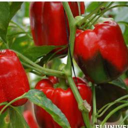 pimentondorado's profile picture. 