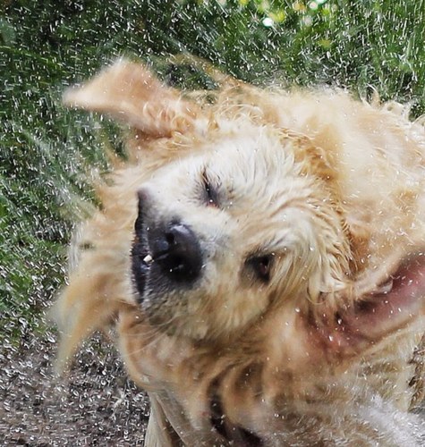 I'm full of love, disobedience, adore swimming and puddles, and rough and tumble games with other dogs. Dirtmagnet. All views my own. Human @srjbeard