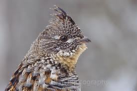 Ruffed Grouse Hunter