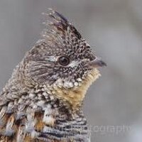 Ruffed Grouse (@ruffedhunter) 's Twitter Profile