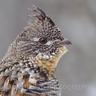 RuffedHunter's profile picture. Ruffed Grouse Hunter