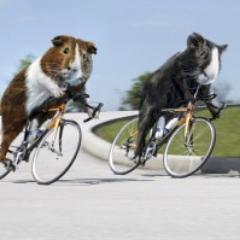 Guinea Pig Loving cycling fan!