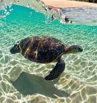 PaltrinieriLuca's profile picture. 