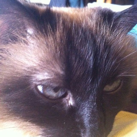 machinedemo's profile picture. Meiki, un fils  en évolution de salamandre 既是天使又是恶魔
