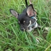 sky kimball (@1dandhorsecrazy) Twitter profile photo