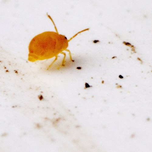 Entomologist - Conservation Biologist - Interested in biodiversity, systematics, and evolution.
