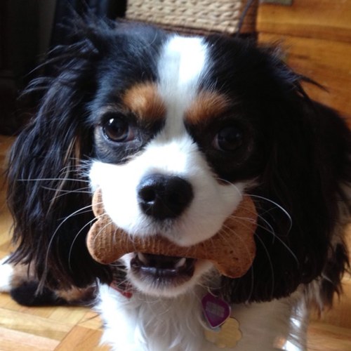 rosieposiepuppy's profile picture. 