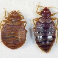 Cimex lectularius, aka, #BEDBUG. I live, feed, sleep and breed at ALL #Clearwater fire houses thanks to the lack of action by the administration