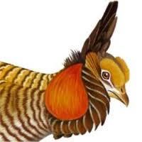 Prairie Chicken Hunter