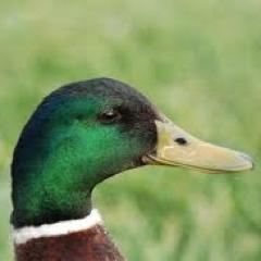 Duck Hunter