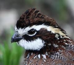 Quail Hunter