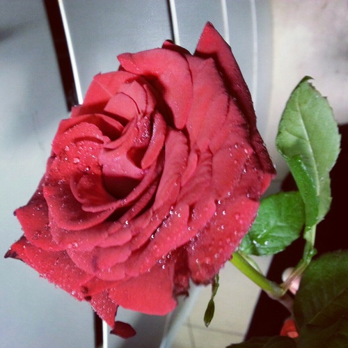 گل ما دعيت ربي ، ضمِيت أسمگ مع أسمي ♥