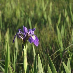 TianaHartwood's profile picture. Author. Strong men with a wild nature fascinate me: werewolves, dragons and the occasional cowboy. Not in the same book, but always with an Asian twist. She/her