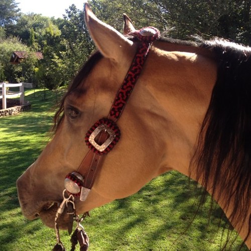 Exclusivo caballos cuarto de milla cortadores y pintos de registro - Cria y venta