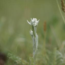 GoldNaaraa's profile picture. 