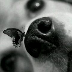Amoo  los animales♥ Me encanta el tennis♥ Electronica...