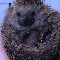 deadmooz's profile picture. Everyone can like or love something, but you need true passion to be angry or hate.