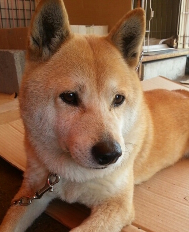 地味なふとん屋です(*^^*)