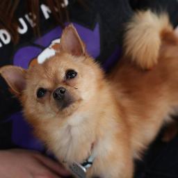 I am a very proud rescue dog from Mixed Up Mutts (MUM). I weigh two pounds & am full grown. I am a Pomeranian Chihuahua mix. My mom says my eyes shine my love!