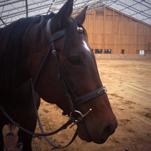 I'm a Canadian girl, true counrty farm girl, can't get enough of horses, family & friends mean a lot to me, imma beach babe, likes to party, and travel✈