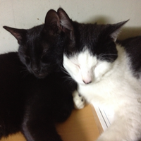 まおう (@skmaou) 's Twitter Profile Photo まおう (@skmaou) 's Twitter Profile Photo