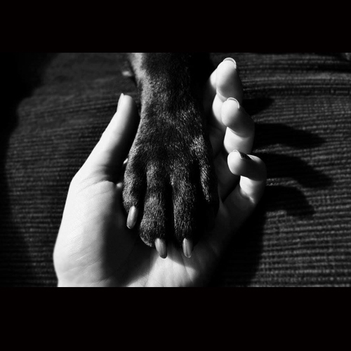 STOP Party Pill Testing on Animals NZ. Silence is deadly! March for them 12 pm July 30.