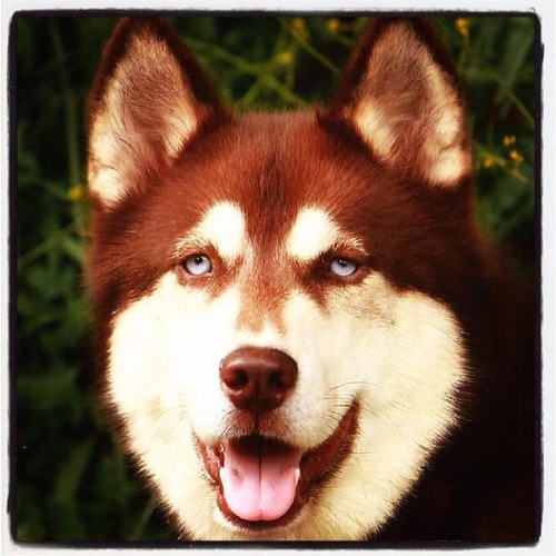 Teacher, Vision Mixer, runner and husky owner. Life is BUSY.